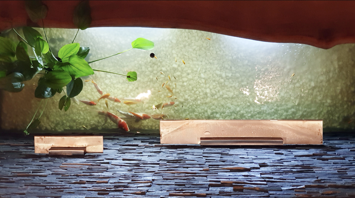 Bể cá ở tầng 1